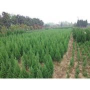 主營:樟子松、垂柳、國槐、金葉榆、新疆楊、白榆、檜柏