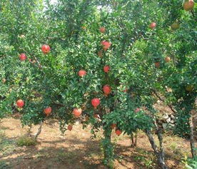 酸石榴苗 最新資訊 華爾網(wǎng)