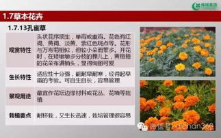 綠城集團(tuán)園林軟景苗木圖譜 全面性與實(shí)踐價(jià)值分析