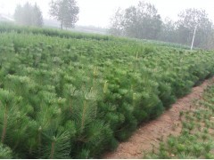 花卉苗木供應 黑松、側柏、油松種植指南與市場前景