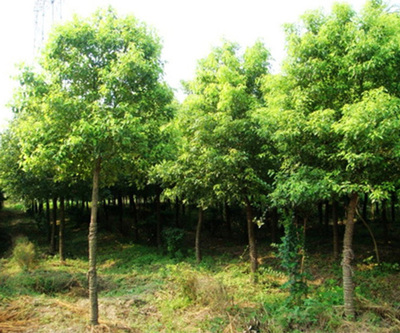 欒樹苗木市場(chǎng)價(jià)格解析與永誠園林上海欒樹種植優(yōu)勢(shì)