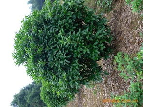 盡覽湖南優質八月桂球 瀏陽市柏加炎輝苗圃為您提供專業綠化苗木