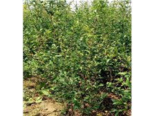 吳中區(qū)東山石井灣苗木場(chǎng)產(chǎn)品展示 花木蔥蘢，匠心培育