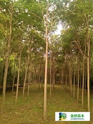 千頭椿苗木的南北種植熱土 遼寧、山西、山東及河北保定博野金澤基地